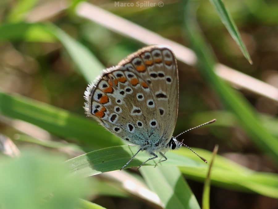 Aricia agestis - No,  Polyommatus icarus